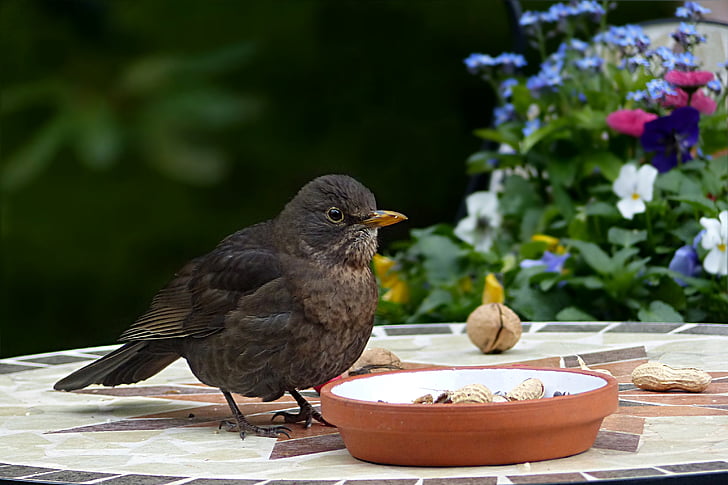 brown bird perching near brown bowl