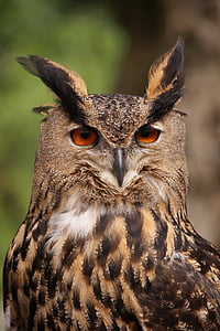 closeup photography of great-horned owl