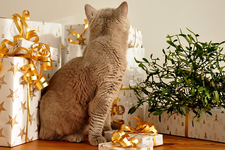 cat siting beside gift boxes
