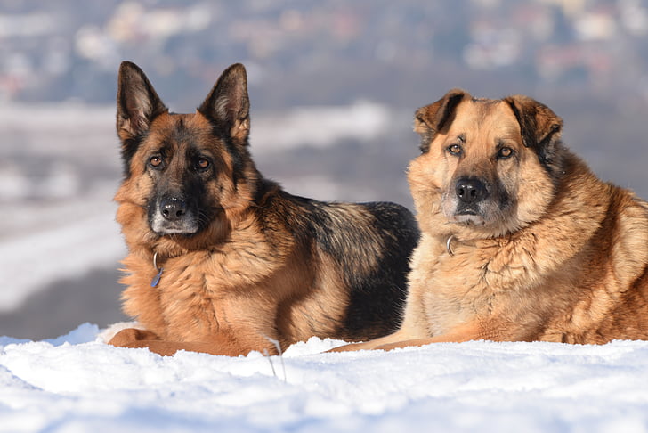 Royalty-Free photo: Two adult black and tan German shepherds laying down on  snow covered ground | PickPik