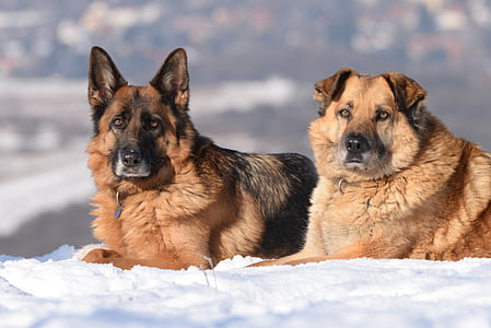 two adult black and tan German shepherds laying down on snow covered ground