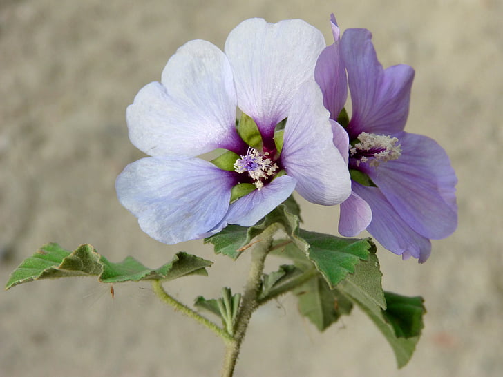 closeup photo of two white and purple petaled flowers