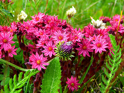 purple and pink flowers on top of green grasses