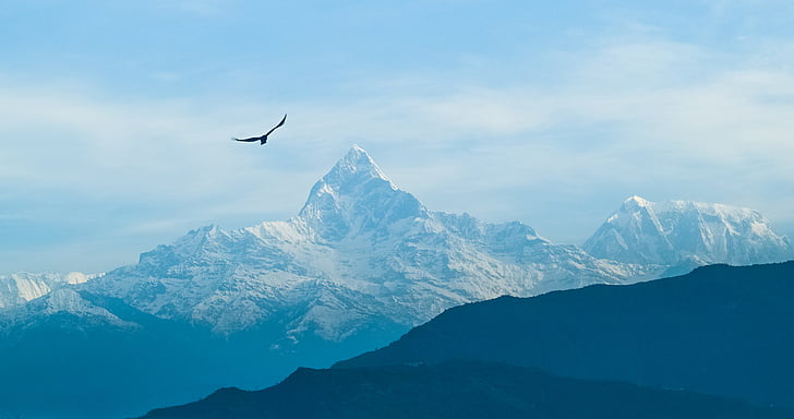 bird on flight over mountain alps