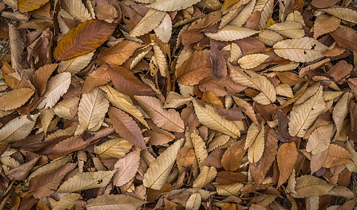 bunch of dried leaves