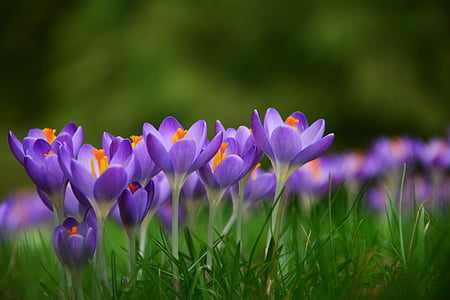 selective focus photography of purple crocus flowers