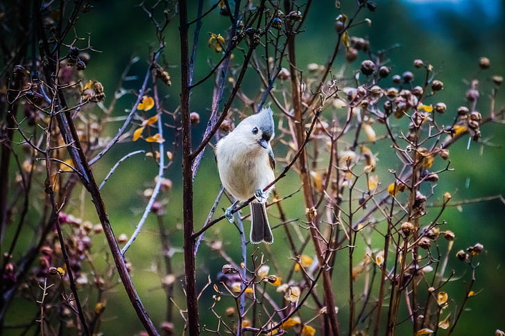 brown short-beaked bird on tree during daytime