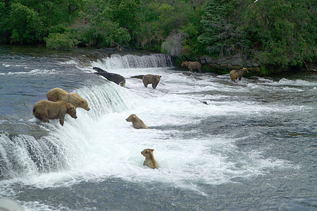 bear on waterfalls