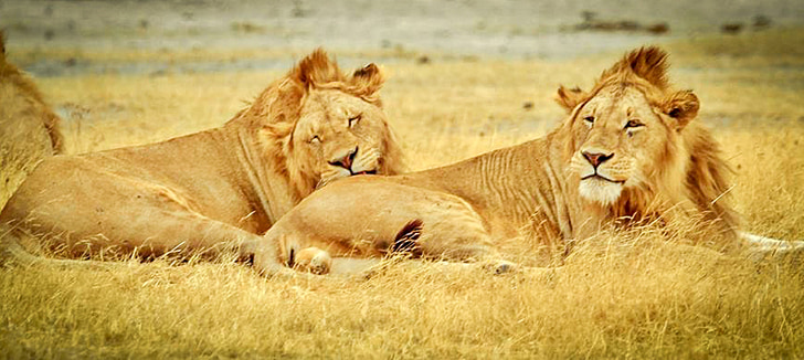 tanzania, serengeti national park, safari, serengeti, animals, lions