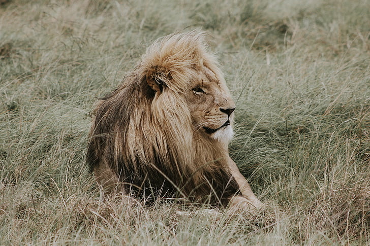 photo of lion lying on grass