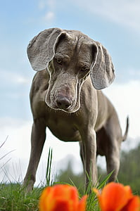 shallow focus photography of short-coated gray dog