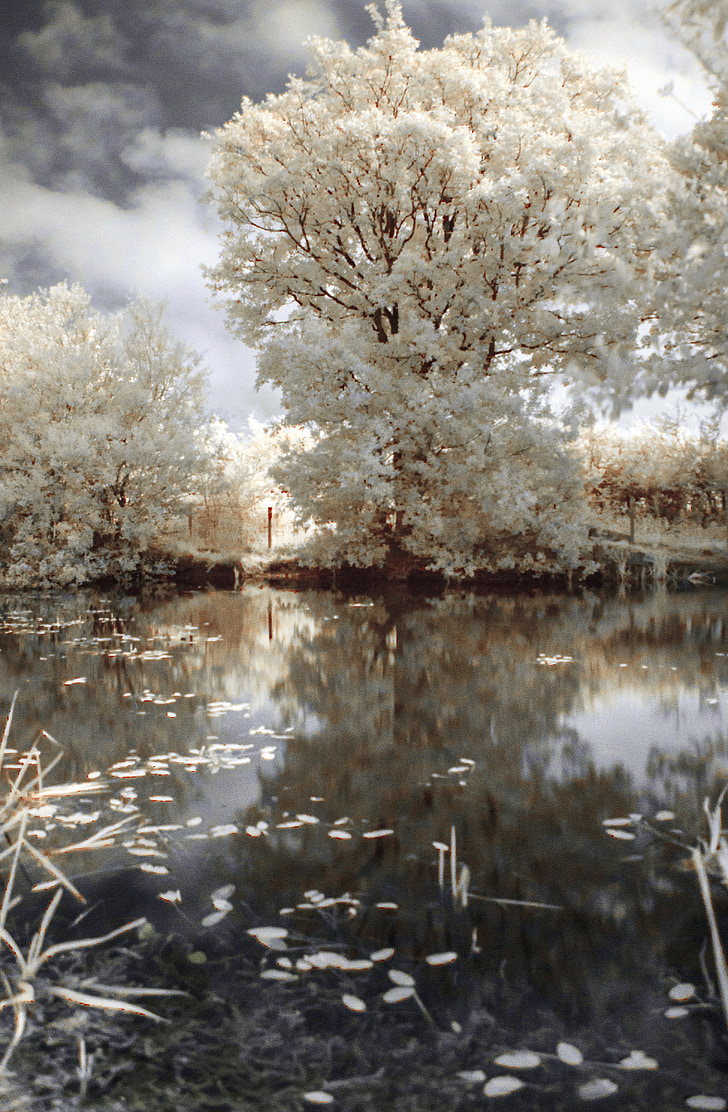 photo of white leafed trees near body of water