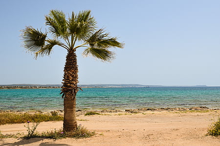 palm oil tree on seashore near sea