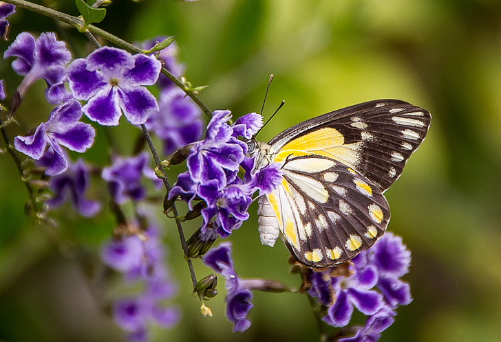 selective photo of black, white, and yellow butterfly perching on purple petaled flower at daytime