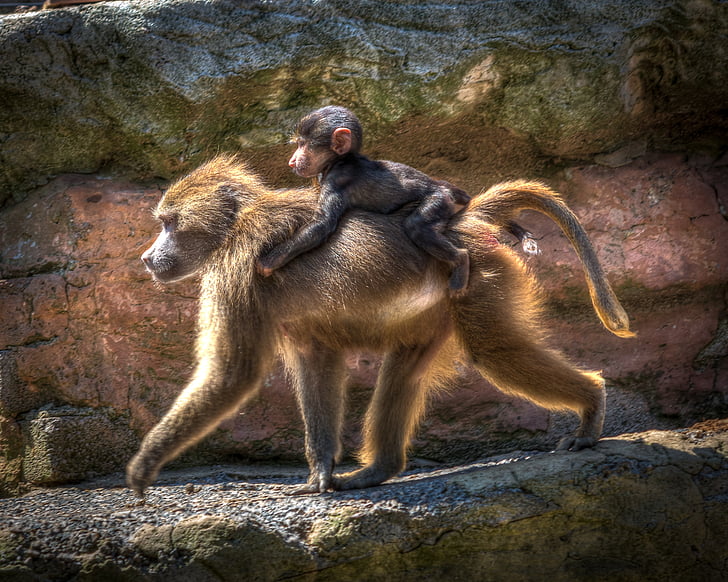 photography of female monkey carrying her baby
