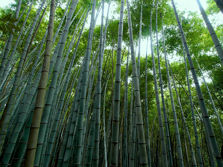 green Chinese bamboos