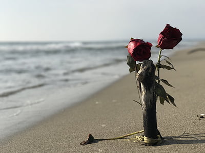 two red rose flowers leaning on gray wooden pole on seashore at daytime