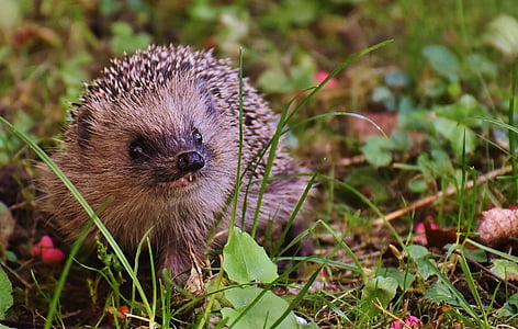hedgehog on green grass
