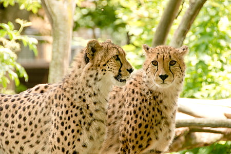 two cheetahs photography