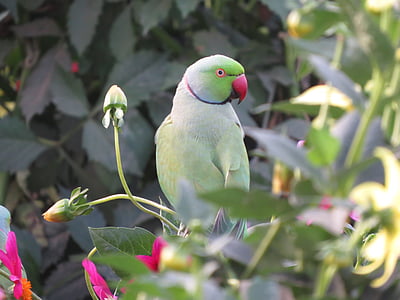 green rose-ringed parakeet on flowers