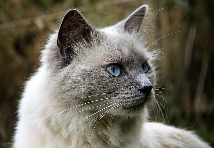 selective focus photography of Himalayan cat