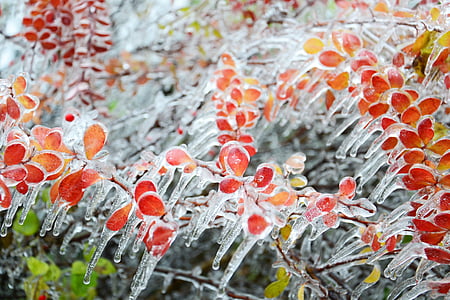 red petal flower covered with ice