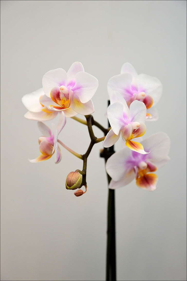 white-and-pink moth orchid