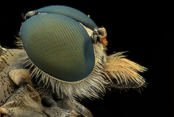 microscopic photography of insect