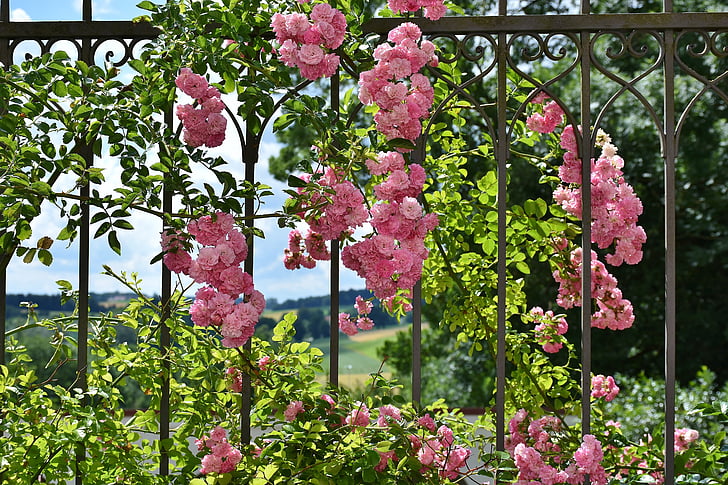 pink flowers hanged on black steel fence