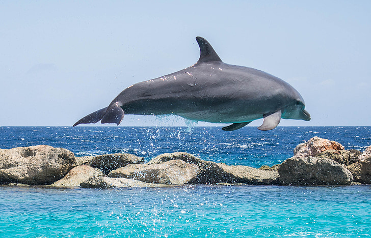 jumping gray dolphin on body of water at daytime
