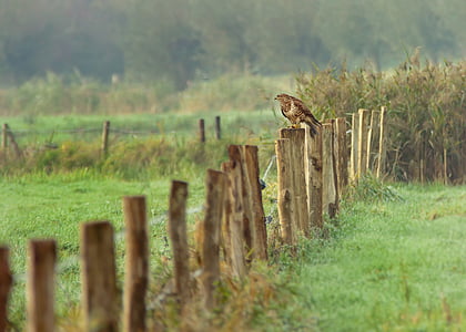 brown eagle on brown wooden fence