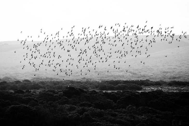 flock of birds flying over forest