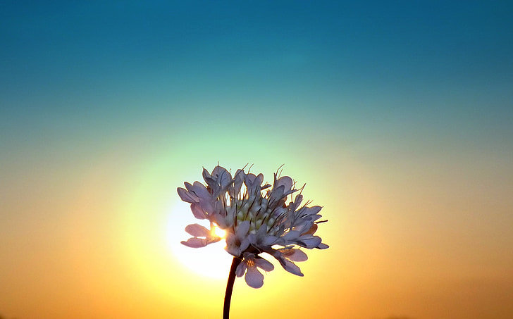 silhouette white petaled flower