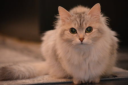 long-fur cat looking straight to the camera