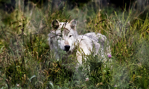 white wolf on green grass