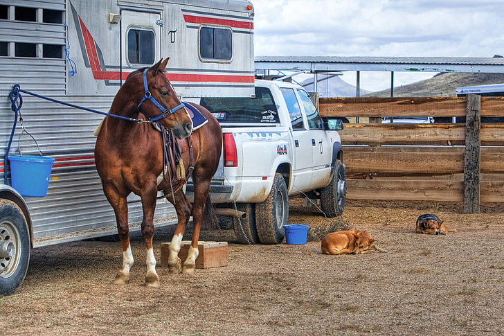 brown horse near camper trailer