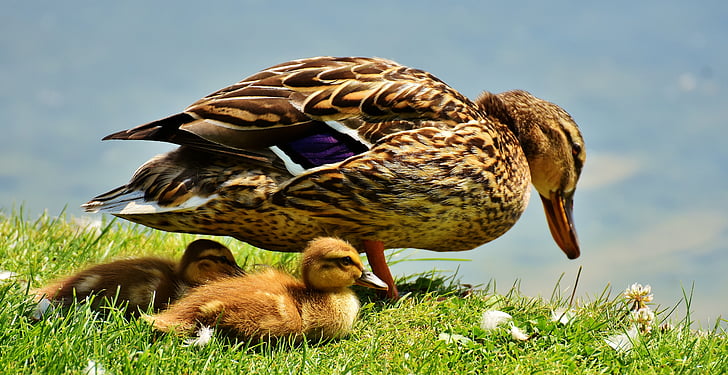 brown duck and ducklings on grass during daytime
