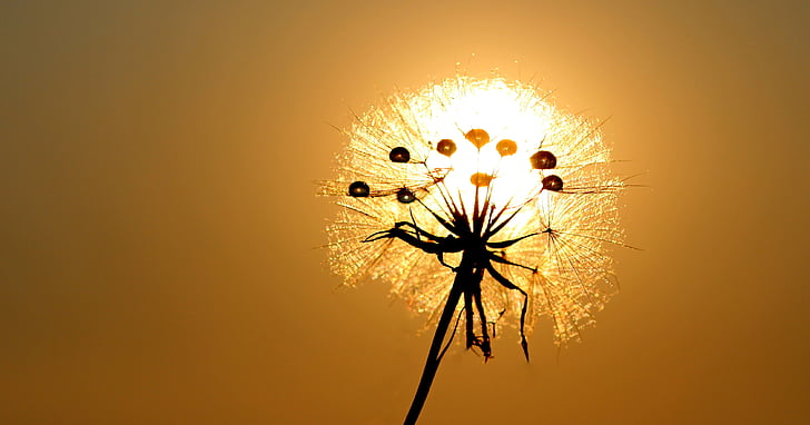 white dandelion at golden hour