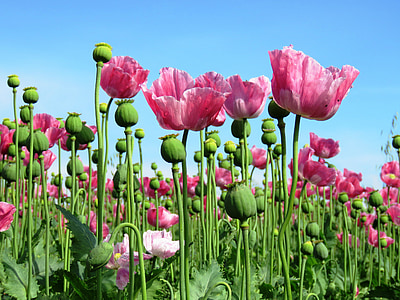 photo of pink flower field
