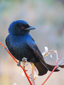 black and blue bird perched on red soft-stem plant during day