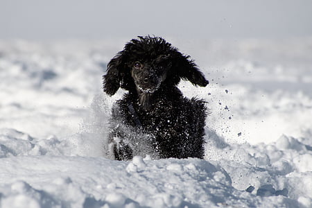 black poodle running on snow field