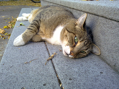 closeup photo of short-fur gray and white cat on gray concrete stair