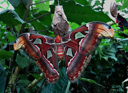 close up photo of atlas moth on brown cocoon