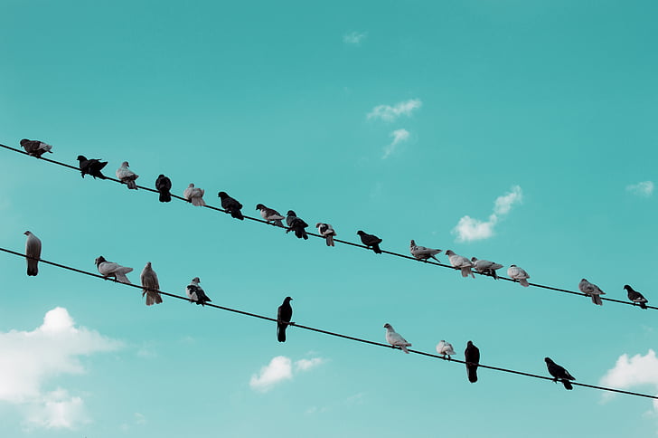 birds perching on wires