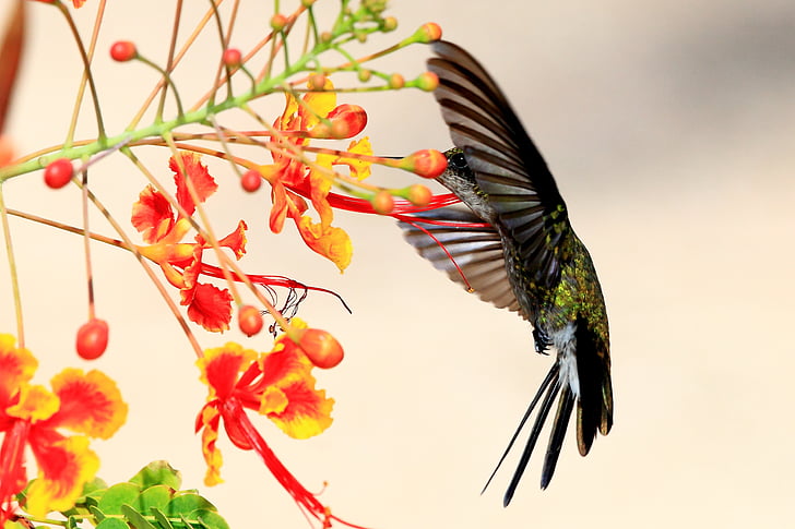 black and green hummingbird flying beside a red and yellow peacock flower