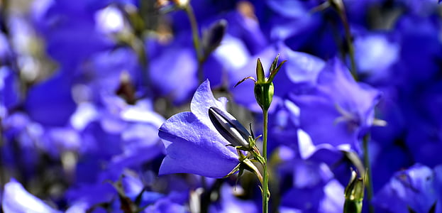 selective focus photography of purple bellflower