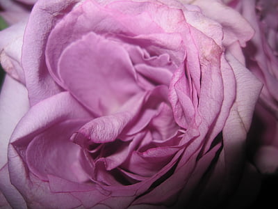 closeup photo of pink rose in bloom