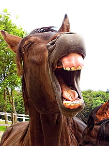 photo of brown horse opening mouth