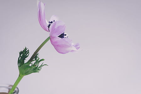 focus photography of purple petaled flower