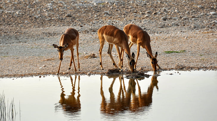 three brown deers drinking water on calm body of water